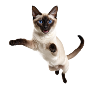 siamese cat running and jumping isolated transparent photo png