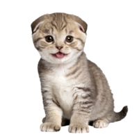 Schots vouwen kat katje zittend geïsoleerd transparant foto png