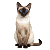 siamese cat sitting isolated transparent photo png