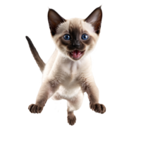 siamese cat kitten running and jumping isolated transparent photo png