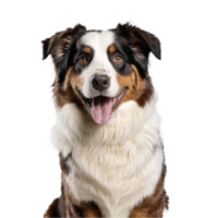 australian shepherd dog portrait isolated transparent png