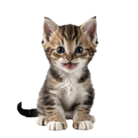 moggie cat kitten sitting isolated transparent photo png