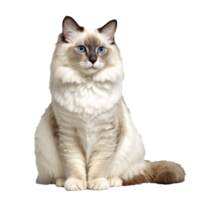 white ragdoll cat sitting isolated transparent photo png