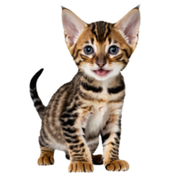 bengal wild cat kitten sitting isolated transparent photo png