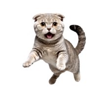 scottish fold cat running and jumping isolated transparent photo png