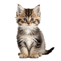 siberian cat kitten sitting isolated transparent photo png