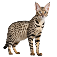 savannah cat standing isolated transparent photo png