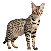 savane chat permanent isolé transparent photo png