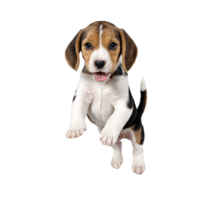 beagle dog puppy jumping and running isolated transparent png