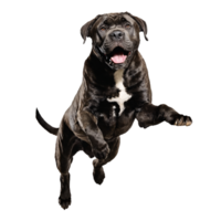 cane corso dog jumping and running isolated transparent png