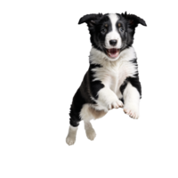 black and white collie dog puppy jumping and running isolated transparent png