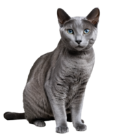 russo azul gato sentado isolado transparente foto png