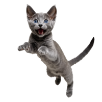 Russisch Blau Katze Kätzchen Laufen und Springen isoliert transparent Foto png