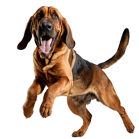 happy vizsla dog puppy jumping and running isolated transparent png