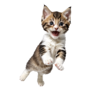 moggie cat kitten running and jumping isolated transparent photo png