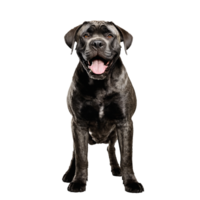cane corso dog standing isolated transparent png