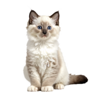 white ragdoll cat kitten sitting isolated transparent photo png