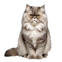 persian cat sitting isolated transparent photo png