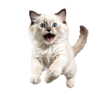 white ragdoll cat kitten running and jumping isolated transparent photo png