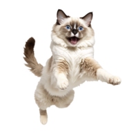 white ragdoll cat running and jumping isolated transparent photo png