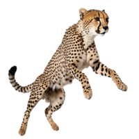 ghepardo in esecuzione e salto isolato trasparente foto png