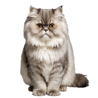 persian cat sitting isolated transparent photo png