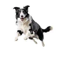 black and white collie dog jumping and running isolated transparent png