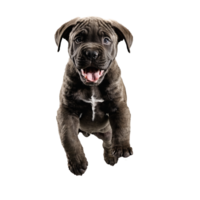 cane corso dog puppy jumping and running isolated transparent png