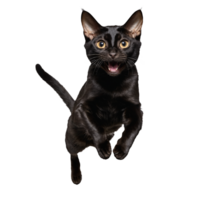 black bombay cat running and jumping isolated transparent photo png