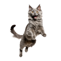 gray nebelung cat running and jumping isolated transparent photo png