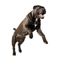 cane corso dog jumping and running isolated transparent png