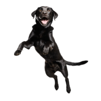 black labrador retreiver dog jumping and running isolated transparent png