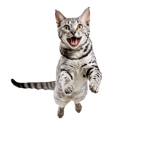 egyptian mau cat running and jumping isolated transparent photo png