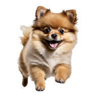 pomeranian dog puppy jumping and running isolated transparent png
