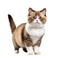 munchkin cat standing isolated transparent photo png