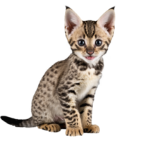 savane chat chaton séance isolé transparent photo png