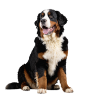 bernese dog sitting isolated transparent png