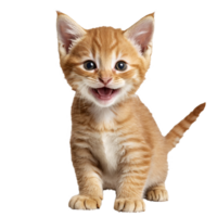 oranje gember kat katje zittend geïsoleerd transparant foto png