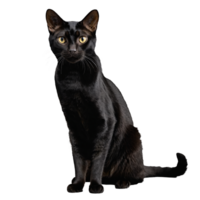black bombay cat sitting isolated transparent photo png