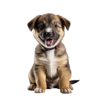 brauner hund hund valp porträtt isolerat transparent png