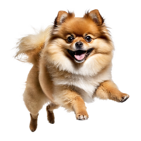 pomeranian dog puppy jumping and running isolated transparent png