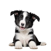 black and white collie dog puppy sitting isolated transparent png