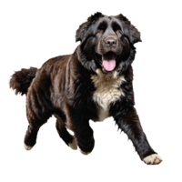 Newfoundland hond jumping en rennen geïsoleerd transparant png