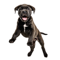 cane corso dog puppy jumping and running isolated transparent png