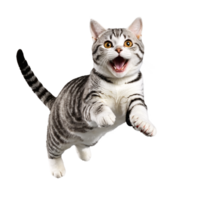 american shorthair cat running and jumping isolated transparent photo png