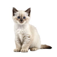 Birman Katze Kätzchen Sitzung isoliert transparent Foto png