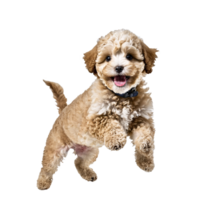 maltipoo dog puppy jumping and running isolated transparent png