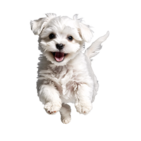 maltese dog puppy jumping and running isolated transparent png