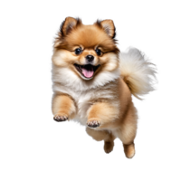 pomeranian dog puppy jumping and running isolated transparent png