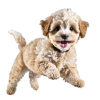 Maltipoo hond puppy jumping en rennen geïsoleerd transparant png
